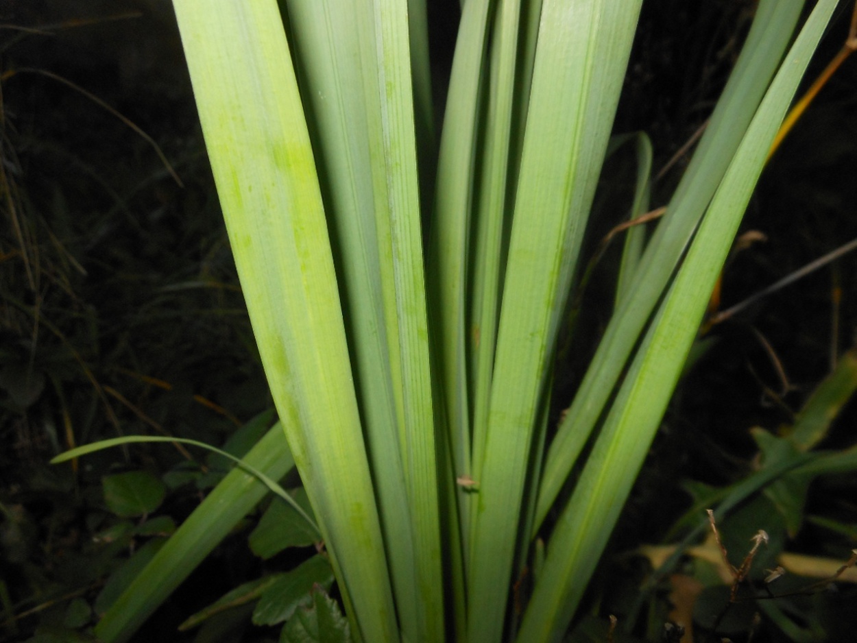 Narcissus tazetta L. subsp. italicus (Ker Gawl.) Baker